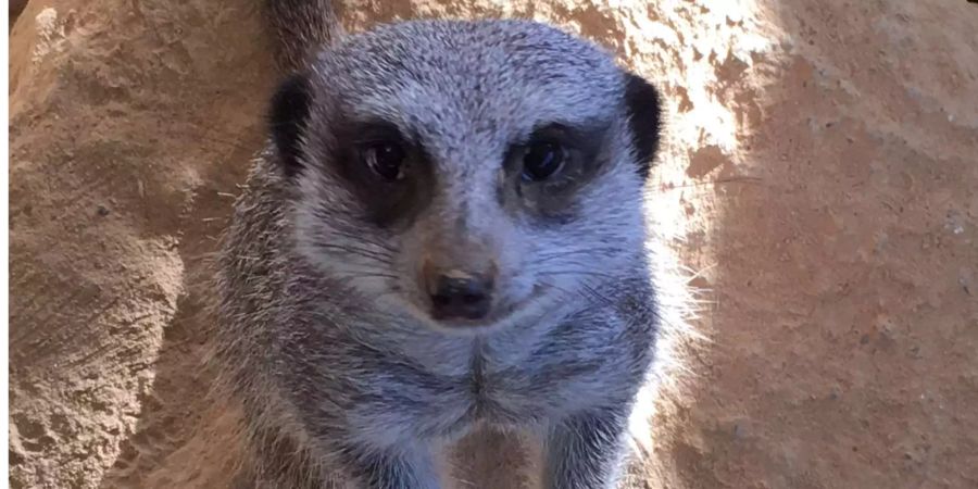 Dieses süsse Erdmännchen wusste schon im Voraus, dass die Schweiz gegen Brasilien spielen wird.