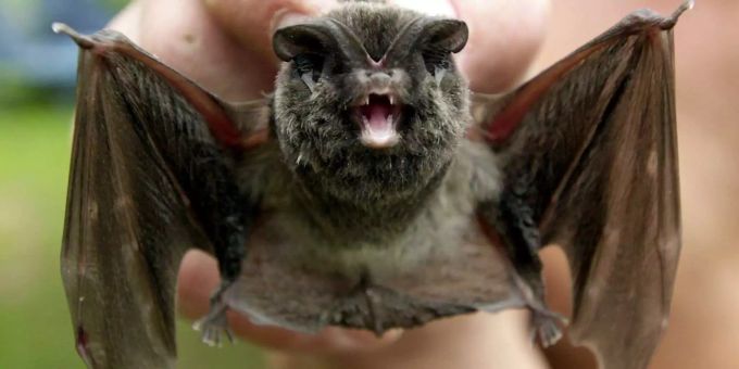 Fledermaus berührt - Schweizer Paar mit Tollwut angesteckt