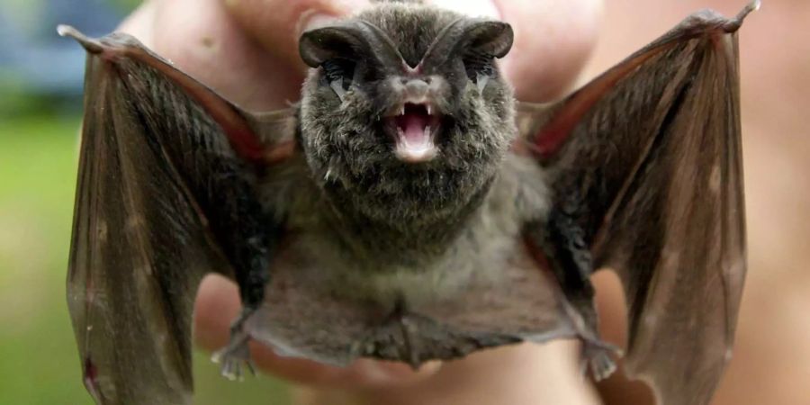 Das Paar hob in Florida eine Fledermaus vom Boden und brachte diese in eine Tierklinik.