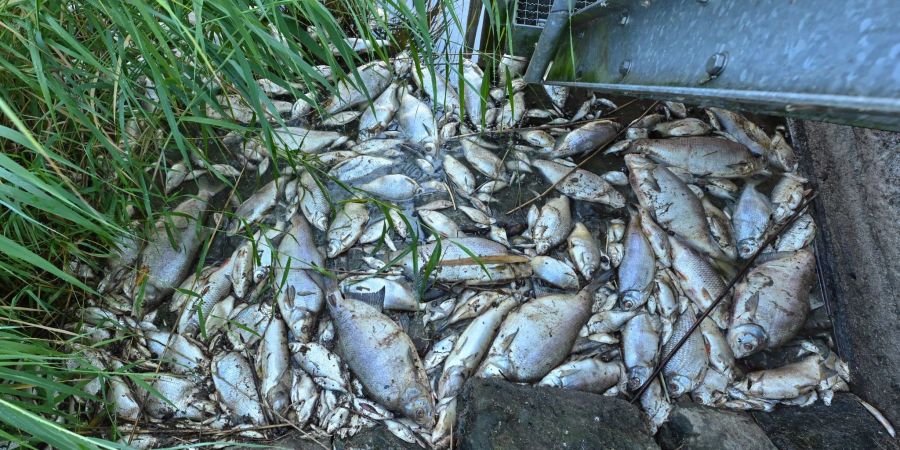 Tote Fische haben sich an einem Wehr im deutsch-polnischen Grenzfluss Westoder, nahe dem Abzweig vom Hauptfluss Oder, auf der Wasseroberfläche gesammelt.