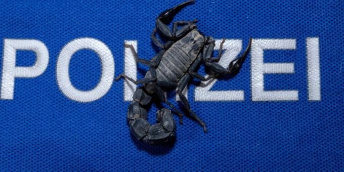 Vor wenigen Tagen noch in Marokko, jetzt in «polizeilicher Obhut» bei einem Reptilienspezialisten der Zürcher Stadtpolizei: Ein Skorpion der Art Androctonus. Politei Marokko