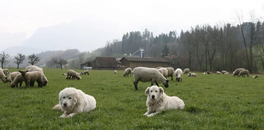 Es wird davon ausgegangen, dass ein Wolfsgegner das Tier illegal und ohne Bewilligung abgeschossen hat.