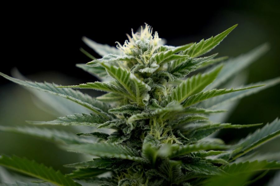 Cannabis