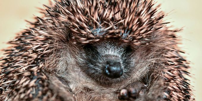Der Bestand an Igeln hat sich in der Schweiz in den letzten Jahren laut WWF stark verringert. wwf igel schweiz