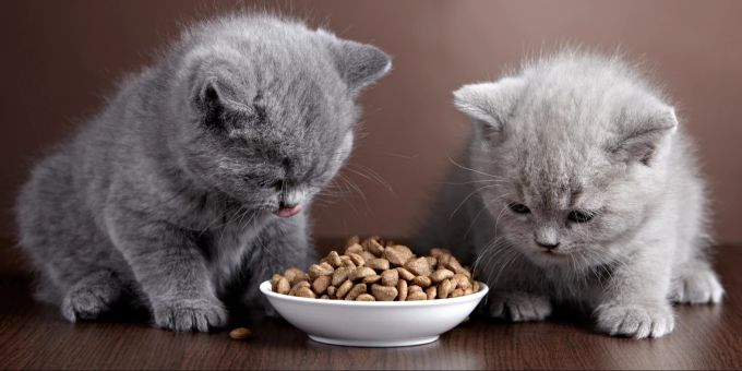 Eine gute Ernährung ist der Garant für eine gesunde Katze. Aber sind alle Ernährungsmythen wahr? Ernährung