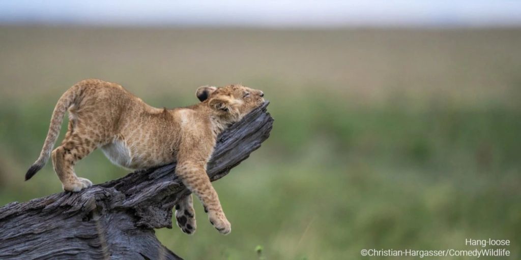 Lustige Tierfotos bei den Comedy Wildlife Photography Awards 2023