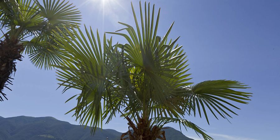 Die Palmenmotte greift fast alle Palmenarten an. (Archivbild)