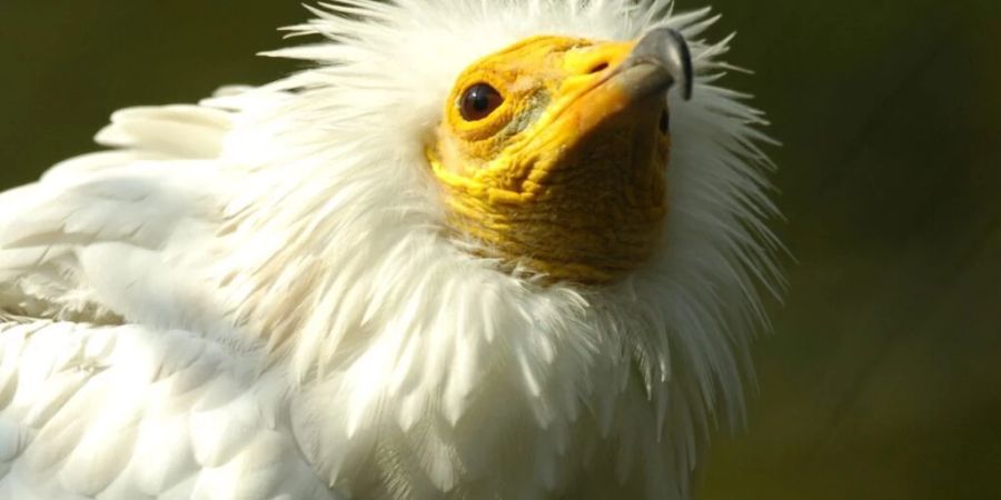 Der Schmutzgeier ist der seltenste europäische Geier, weltweit stark bedroht und ein Zugvogel. Mit einem riesigen Aufwand über drei Kontinente hinweg konnten erste Erfolge in der Rettung des Vogelart erzielt werden. (Archivbild)