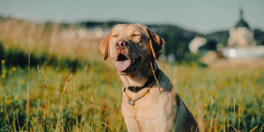 Hund im Freien