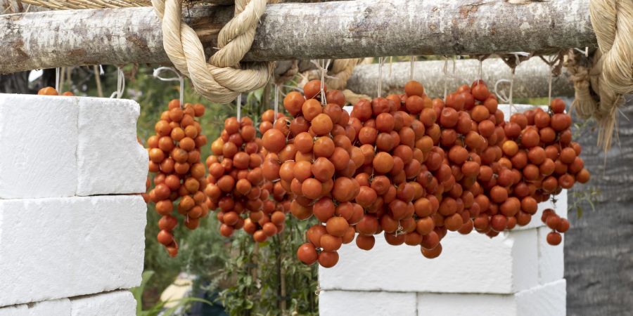 Tomaten Garten Zucht