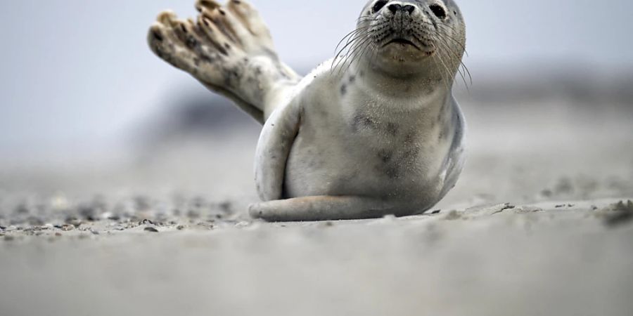 Peru, Chile und Argentinien haben neben Brasilien ebenfalls Vogelgrippe-Fälle bei Meeressäugetieren wie etwa Seehunden gemeldet. (Themenbild)