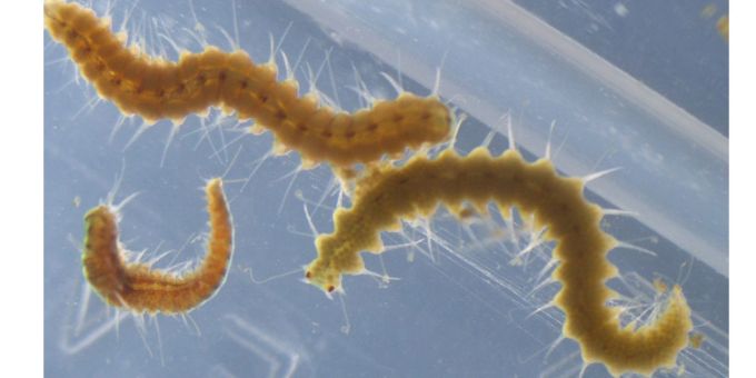 Megasyllis nipponica-Würmer können ihr Hinterteil ablösen. Megasyllis nipponica-Würmer können ihr Hinterteil ablösen.