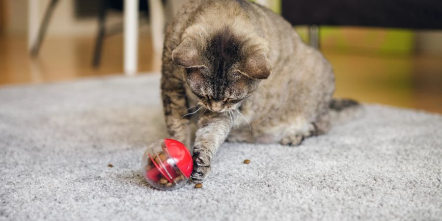 Spezielles Futterspielzeug hilft Katzen, langsamer und entspannter zu essen.