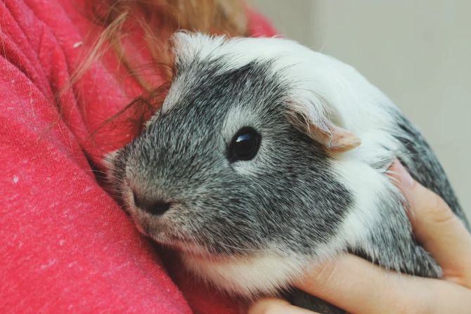 Meerschweinchen