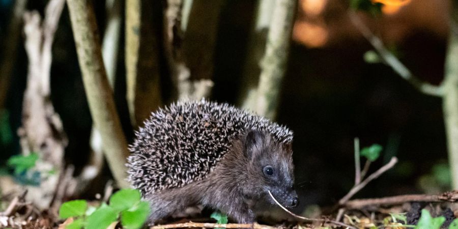 Ein junger Braunbrustigel ruht im Laub eines Gartenbusches. Er wurde zum Tier des Jahres 2024 gewählt.