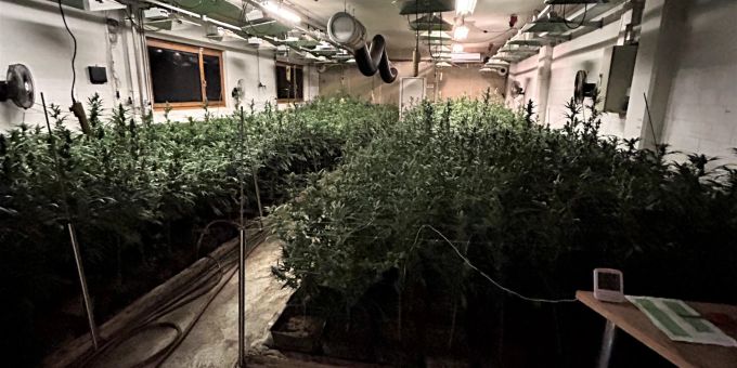 Rüti ZH - Illegale Hanfplantage entdeckt und Betreiber verhaftet