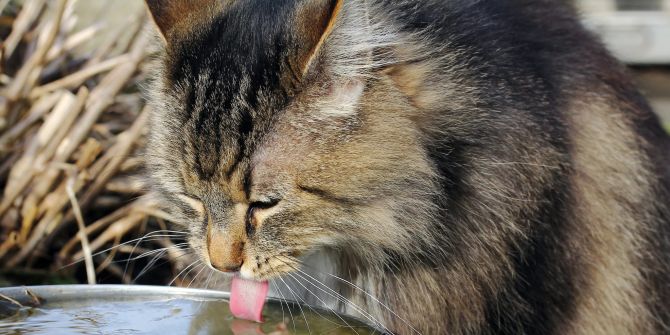 Katzen Trinken