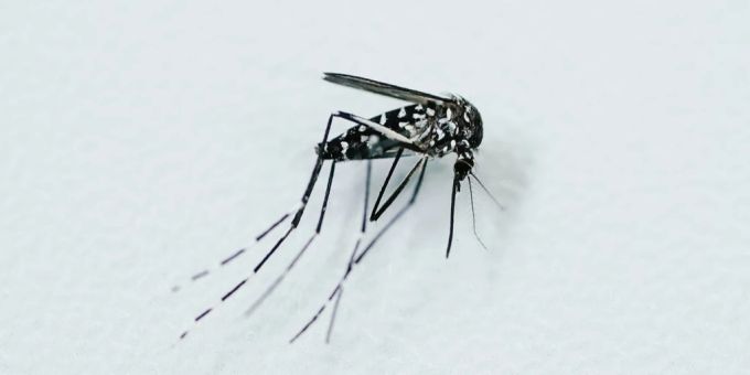 Die Tigermücke kann das Dengue-Virus übertragen. Die Stiko spricht eine begrenzte Impfempfehlung aus. stiko