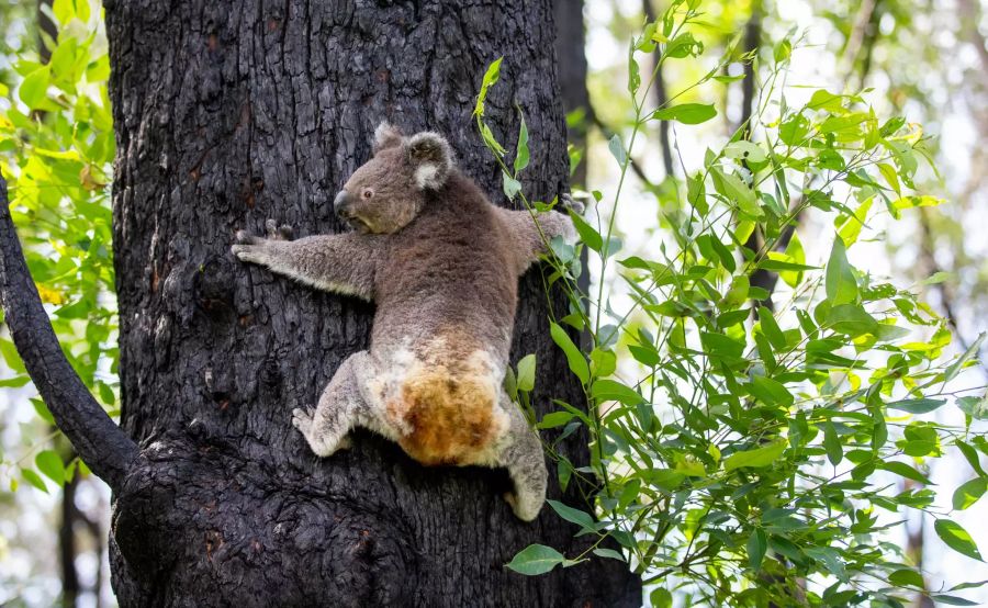 Koala