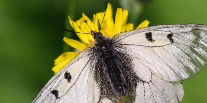 Ein Schwarzen Apollofalter auf einer Blume. Die gesamte Schmetterlinsgwelt Deutschlands ist jetzt erstmals in einem Verbreitungsatlas vereint. Foto: Thomas Gundelach/dpa Ein Schwarzen Apollofalter auf einer Blume. Die gesamte Schmetterlinsgwelt Deutschlands ist jetzt erstmals in einem Verbreitungsatlas vereint. Foto: Thomas Gundelach/dpa