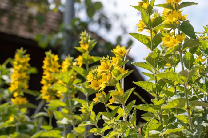 Gelbe Glockenblumen in Leimbach.