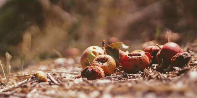 Foodwaste - Essensresten spenden und die Welt retten