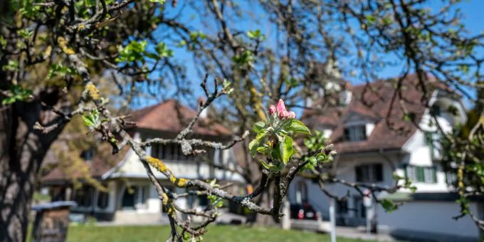 Blüte in Stettlen. Blüte in Stettlen.