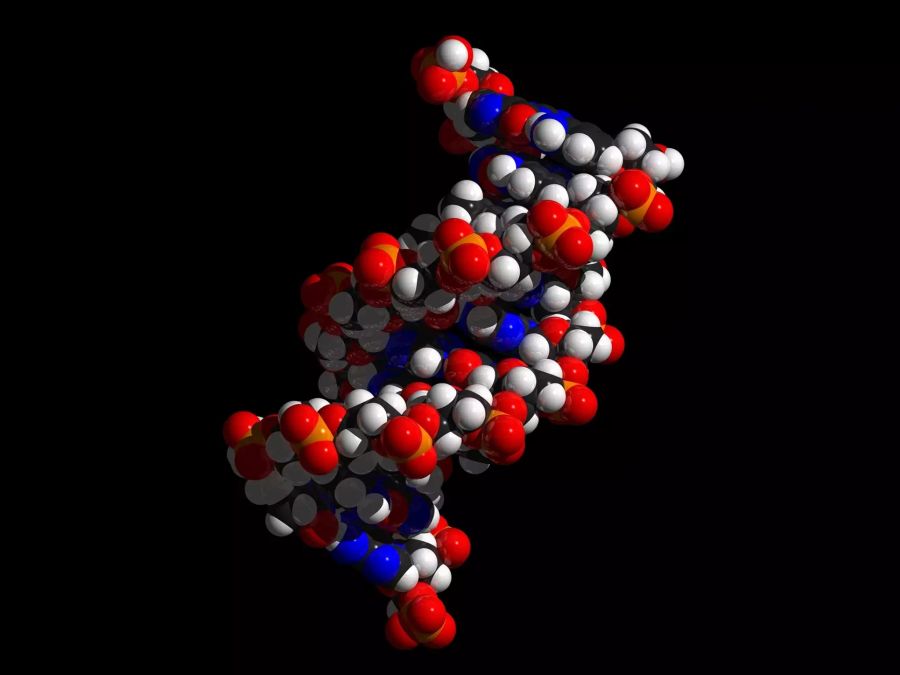 DNA Modell