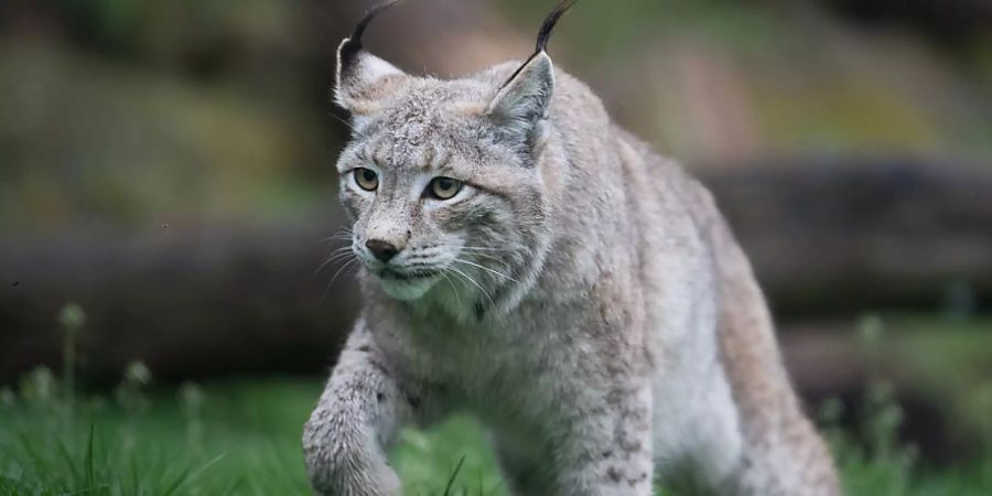 Luchs Niesen