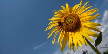 Sonnenblume