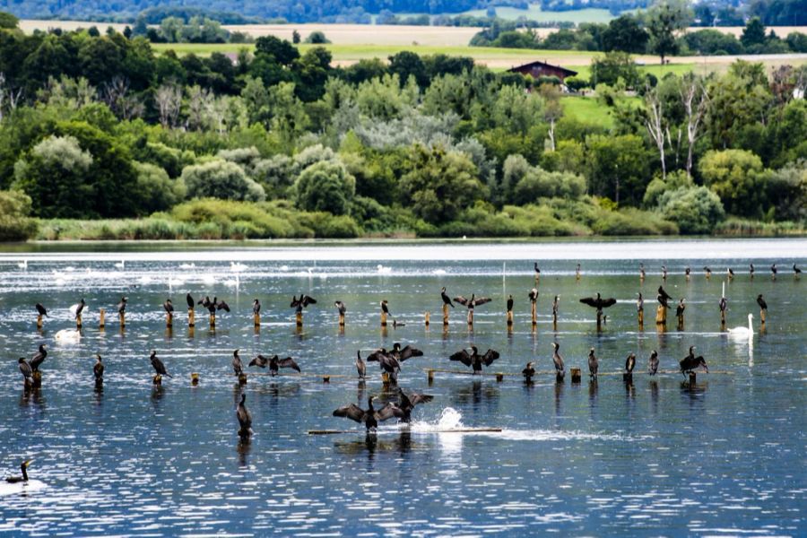 Neuenburgersee