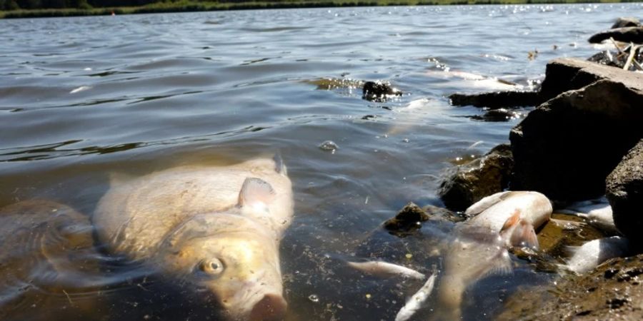 Tote Fische in der Oder bei Schwedt