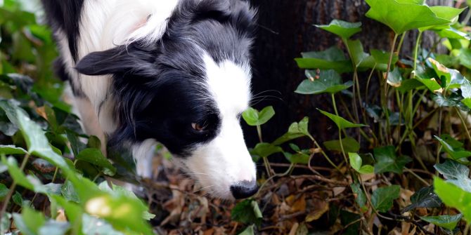 Hund Wald Blätter schnüffeln schwarz-weiss