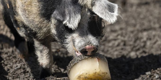 Im Zoo Zürich gibts an heissen Tagen Glace für die Tiere. Schwein Igor lässt es sich schmecken. Im Zoo Zürich gibts an heissen Tagen Glace für die Tiere. Schwein Igor lässt es sich schmecken.