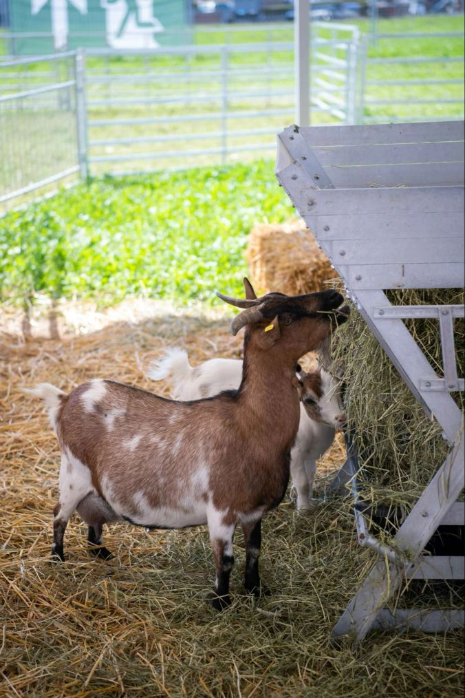 Zahlreiche Tiere konnten an der ZOM bestaunt werden.