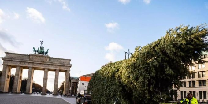Berlin - Weihnachtsbaum am Brandenburger Tor eingetroffen
