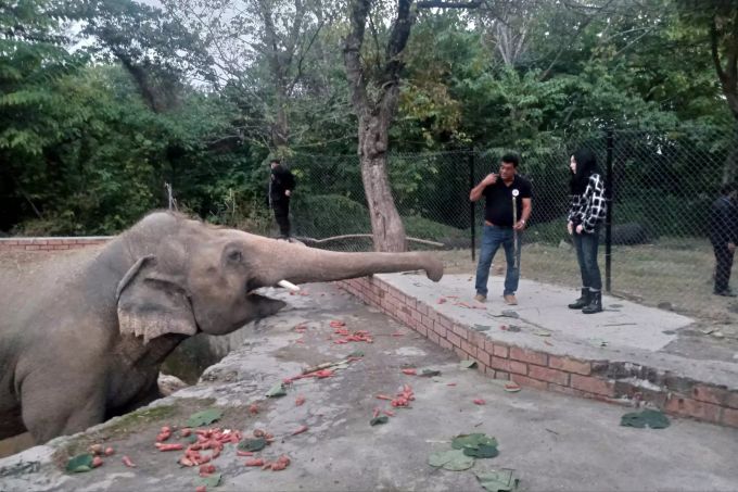 US-Sängerin Cher besucht Kaavan im Marghazar-Zoo in Islamabad. cher