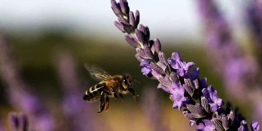Biodiversität