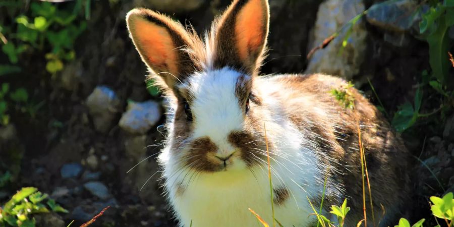 Kaninchen.