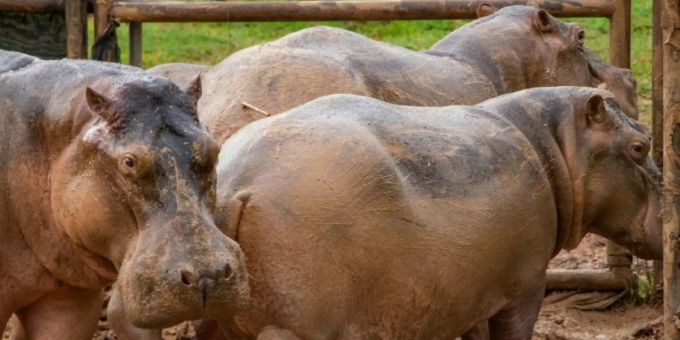 Nilpferde auf der Farm des verstorbenen Drogenbarons Escobar Nilpferde auf der Farm des verstorbenen Drogenbarons Escobar