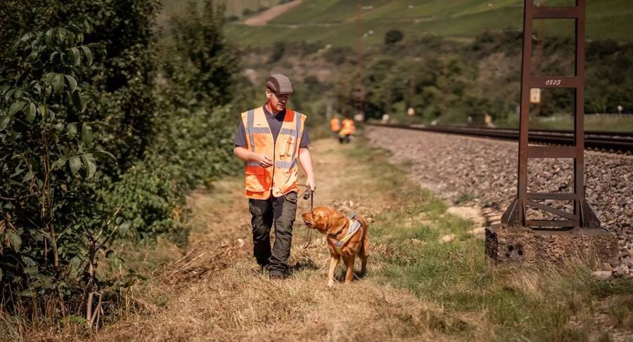 Golden Retriever Whisper bei der Arbeit.