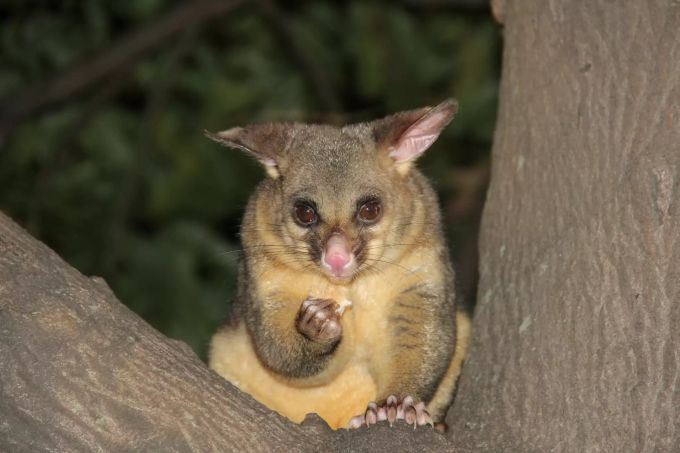 Das Possum hielt die Frau in ihrem Haus als Geisel. Geisel