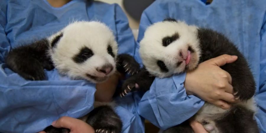 Archivfotos der Pandas vom September