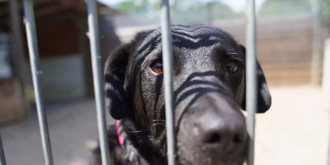 dpatopbilder - ARCHIV - Ein Hund schaut aus seinem Gehege im Tierheim Hamburg. Die BBC berichtete am Samstag, dass viele Briten, die sich im Corona-Lockdown einen Hund zugelegt haben, diesen wieder bei Tierheimen abgegeben. «Es sind definitiv beispiellose Zahlen im Moment», sagte Sara Rosser vom Hope Rescue Centre. Foto: Marcus Brandt/dpa dpatopbilder - ARCHIV - Ein Hund schaut aus seinem Gehege im Tierheim Hamburg. Die BBC berichtete am Samstag, dass viele Briten, die sich im Corona-Lockdown einen Hund zugelegt haben, diesen wieder bei Tierheimen abgegeben. «Es sind definitiv beispiellose Zahlen im Moment», sagte Sara Rosser vom Hope Rescue Centre. Foto: Marcus Brandt/dpa