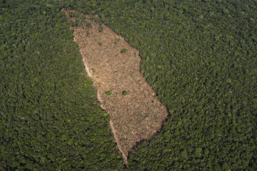 Amazonas Regenwald