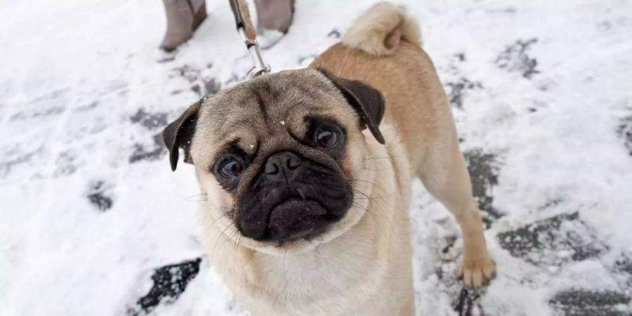 Ein Mops beim Spaziergang im Schnee. Foto: Arno Burgi/dpa-Zentralbild/dpa