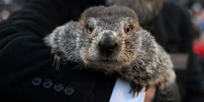 Murmeltier Phil hat zum Murmeltiertag in den USA «gesprochen». Murmeltier Phil