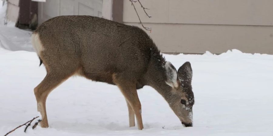 Reh im Schnee