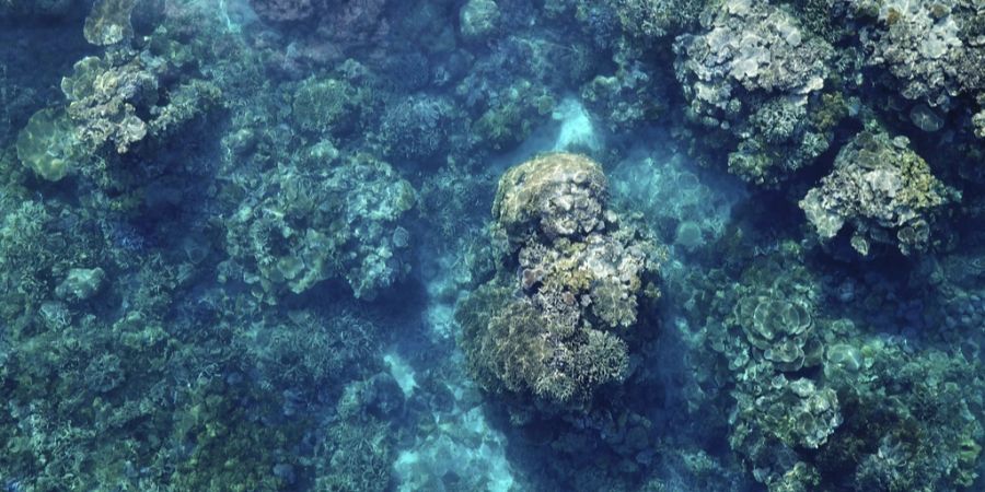 great barrier reef