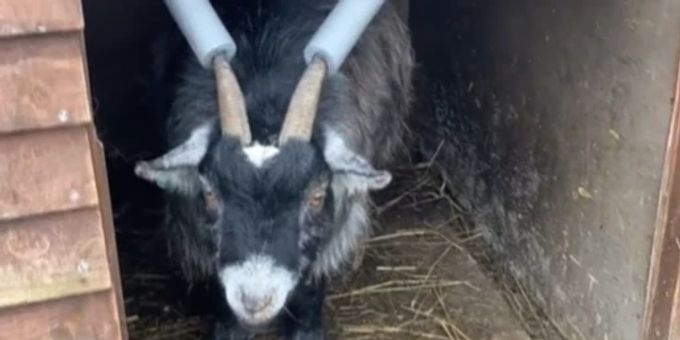 «Gary the Goat» terrorisiert ein Dorf in England und muss dafür seine Strafe absitzen. gary
